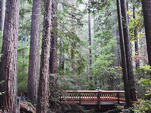 Bear Creek Redwoods Opening Soon Midpeninsula Regional Open